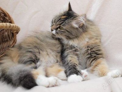 Лот: 2839662. Фото: 1. Отдам Сибирскую трехцветную кошечку. Кошки, котята
