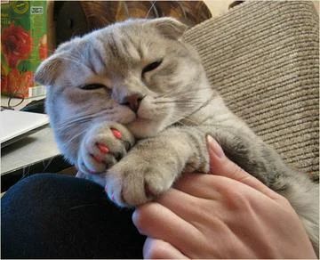 Лот: 3338350. Фото: 1. Антицарапки красного цвета для... Косметика для животных