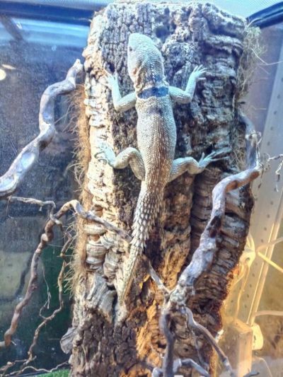 Лот: 10820001. Фото: 1. Оплюрус кювье (Oplurus cuvieri... Остальные животные