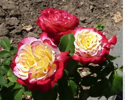 Лот: 15721235. Фото: 1. Роза Делайт. Садовые цветы