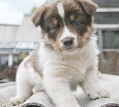 Лот: 2833844. Фото: 1. Отдам очаровательного щенка. Собаки, щенки
