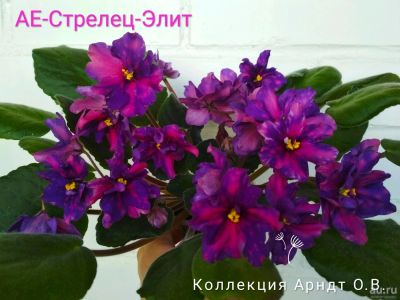 Лот: 8213022. Фото: 1. Фиалка АЕ-Стрелец-Элит, лист. Горшечные растения и комнатные цветы