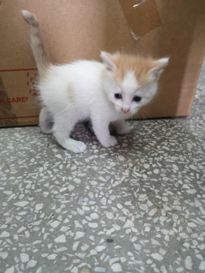 Лот: 17833492. Фото: 1. Котята. Кошки, котята