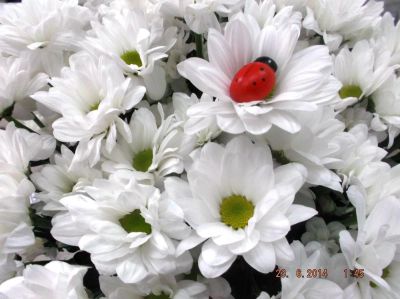 Лот: 6508930. Фото: 1. Хризантема кустовая (Баккарди... Свежие цветы