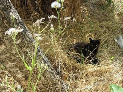 Лот: 652606. Фото: 1. помогите котику!. Остальные животные