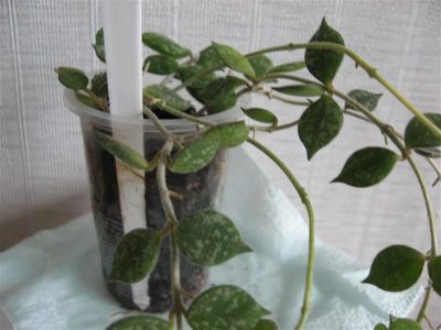 Лот: 1954047. Фото: 1. Хойя Куртси( Hoya CURTISII). Горшечные растения и комнатные цветы