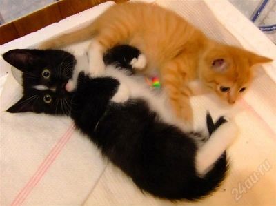 Лот: 561376. Фото: 1. Подарим котят!:)))). Остальные животные