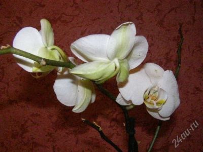 Лот: 1572231. Фото: 1. Орхидея Фаленопсис Конкорд. Горшечные растения и комнатные цветы