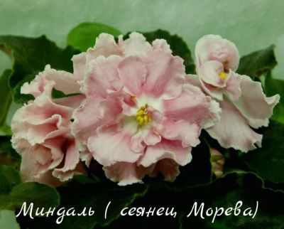 Лот: 8483864. Фото: 1. Фиалка сортовая Миндаль (сеянец... Горшечные растения и комнатные цветы