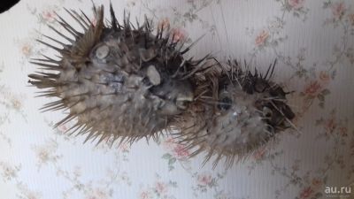 Лот: 13642666. Фото: 1. Раба еж чучело 2 шт. в наличии. Разное