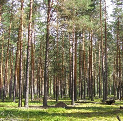 Лот: 4496396. Фото: 1. участок в есаульском бору. Земельные участки