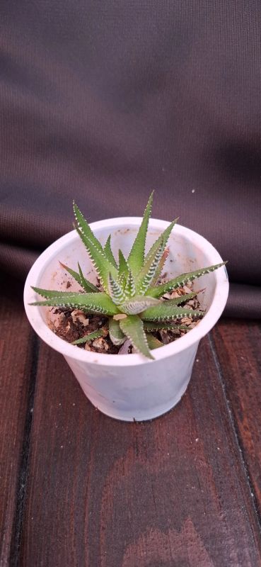 Лот: 2946217. Фото: 1. Хавортия полосатая (Haworthia... Горшечные растения и комнатные цветы