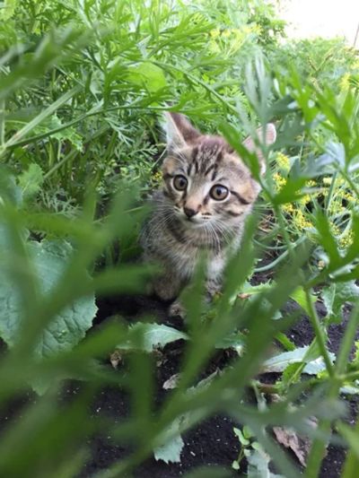 Лот: 11878630. Фото: 1. котенок в заботливые руки. Кошки, котята