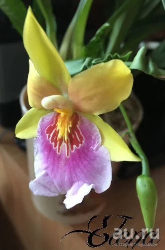 Лот: 8290061. Фото: 1. Орхидея Мильтония (Miltonia Sunset... Горшечные растения и комнатные цветы
