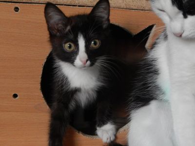 Лот: 7090919. Фото: 1. Отдам котенка мальчик около 2... Кошки, котята