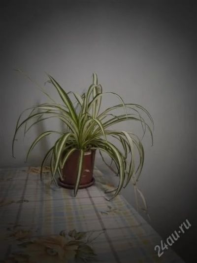 Лот: 2188293. Фото: 1. Пушистик "Хлорофитум" несколько... Горшечные растения и комнатные цветы