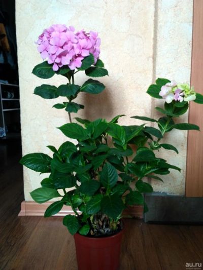Лот: 12475392. Фото: 1. Гортензия (Гидронгея) розовая... Горшечные растения и комнатные цветы