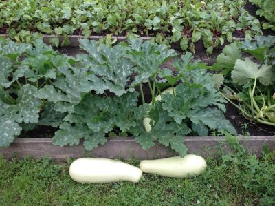 Лот: 7968658. Фото: 1. Кабачки (Обмен)Читать описание... Другое (продукты)