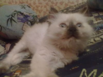 Лот: 9528345. Фото: 1. тайские котята. Кошки, котята