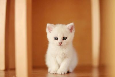 Лот: 9165411. Фото: 1. Продам британского котенка - кошечка... Кошки, котята