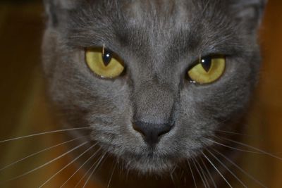 Лот: 3988502. Фото: 1. Замечательный кот в добрые руки. Кошки, котята