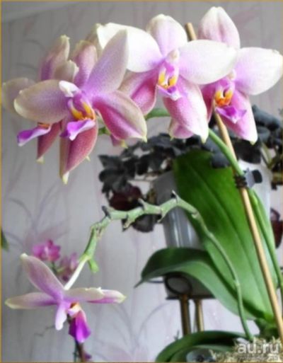 Лот: 16346572. Фото: 1. Орхидея Фаленопсис сорт Лиодоро. Горшечные растения и комнатные цветы