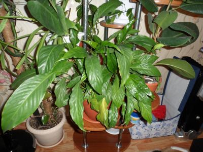 Лот: 5422381. Фото: 1. Спатифиллум (женское счастье). Горшечные растения и комнатные цветы