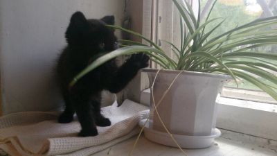 Лот: 5562816. Фото: 1. Милый котенок. Кошки, котята