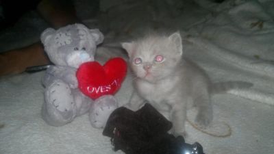 Лот: 4257015. Фото: 1. Шотландский малыш ждёт тебя. Кошки, котята