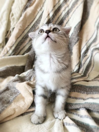 Лот: 11513275. Фото: 1. Шотландские котята, котятки прямоухие... Кошки, котята