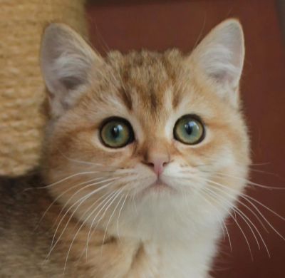 Лот: 4555914. Фото: 1. Золотой британский котенок. Кошки, котята