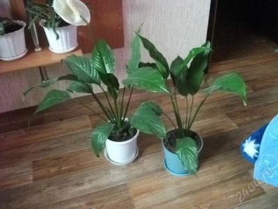 Лот: 1980152. Фото: 1. Спатифиллум — заморское «женское... Горшечные растения и комнатные цветы