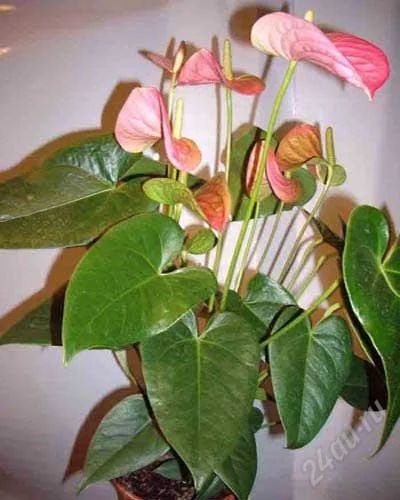 Лот: 1619819. Фото: 1. Антуриум -розовый. Горшечные растения и комнатные цветы