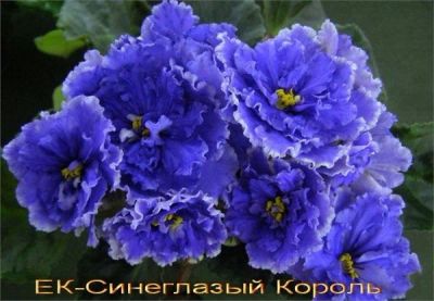Лот: 4825150. Фото: 1. ЕК-Синеглазый Король. Горшечные растения и комнатные цветы