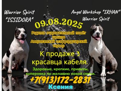 Лот: 25734017. Фото: 1. Щенки Американского Стаффордширский... Собаки, щенки