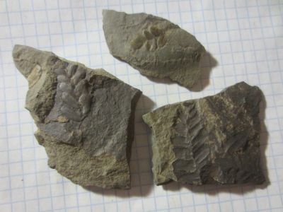 Лот: 19586452. Фото: 1. Окаменелости Палеозой, Карбон... Минералы и окаменелости