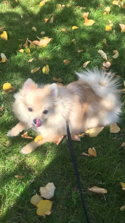 Лот: 14610624. Фото: 1. Щенок 🐶 шпица 🐶 Девочка 6 месяцев. Собаки, щенки
