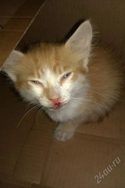 Лот: 1999493. Фото: 1. Котенок рыжий! Смотрите лот!!!. Кошки, котята