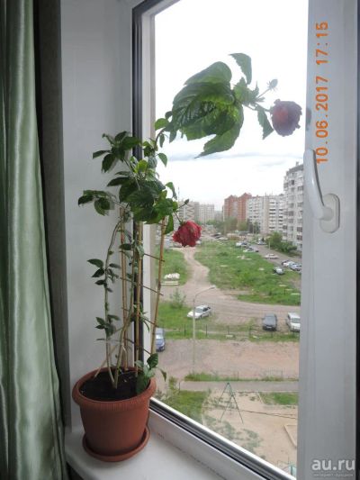 Лот: 9820331. Фото: 1. роза. Горшечные растения и комнатные цветы