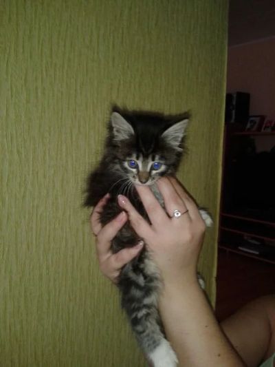 Лот: 3857911. Фото: 1. Отдам в хорошие руки, красивого... Кошки, котята
