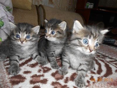 Лот: 2868097. Фото: 1. Котенок - мальчик последний, ждет... Кошки, котята