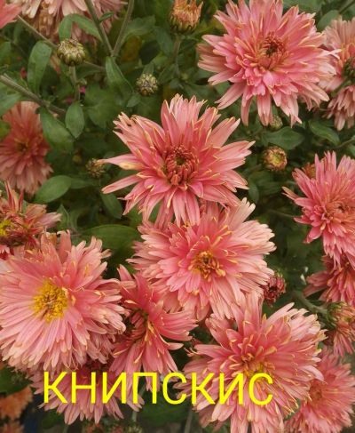 Лот: 8882168. Фото: 1. Книпскис. Садовые цветы