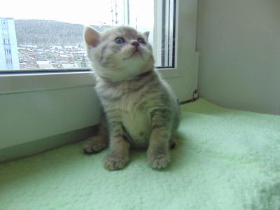 Лот: 7306216. Фото: 1. Шотландская прямоухая девчуля. Кошки, котята
