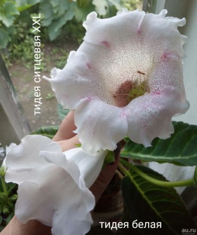 Лот: 14282136. Фото: 1. Глоксиния тидея белая- лист . Горшечные растения и комнатные цветы