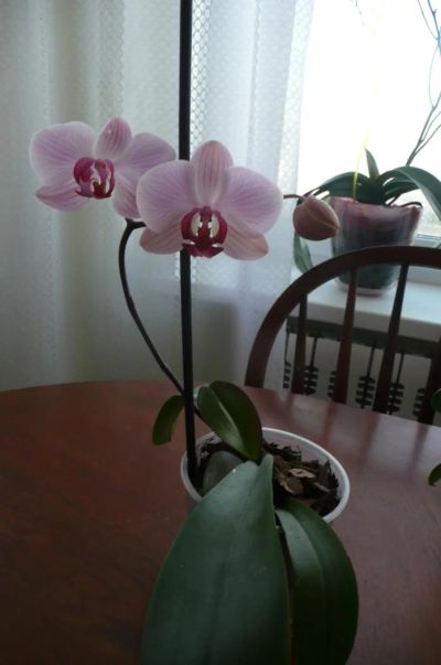 Лот: 4732034. Фото: 1. Орхидея 3. Горшечные растения и комнатные цветы