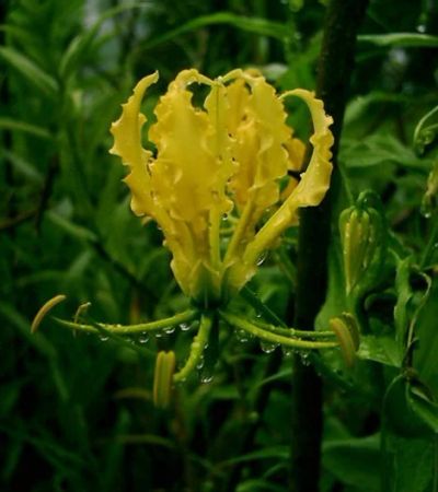 Лот: 10055428. Фото: 1. Куплю глориозу (Gloriosa) сортов... Горшечные растения и комнатные цветы