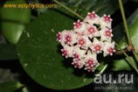 Лот: 13554949. Фото: 1. Хойя Hoya 'Sweet scent' EPC846. Горшечные растения и комнатные цветы