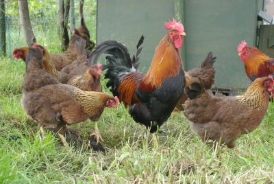 Лот: 9162420. Фото: 1. семья кур породы вельзумер. Птицы