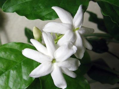 Лот: 12635729. Фото: 1. жасмин самбак- ароматное молодое... Горшечные растения и комнатные цветы