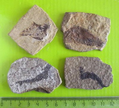 Лот: 15536961. Фото: 1. Отпечатки разных ископаемых рыб... Минералы и окаменелости